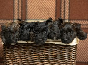 puppy mills puppy mills